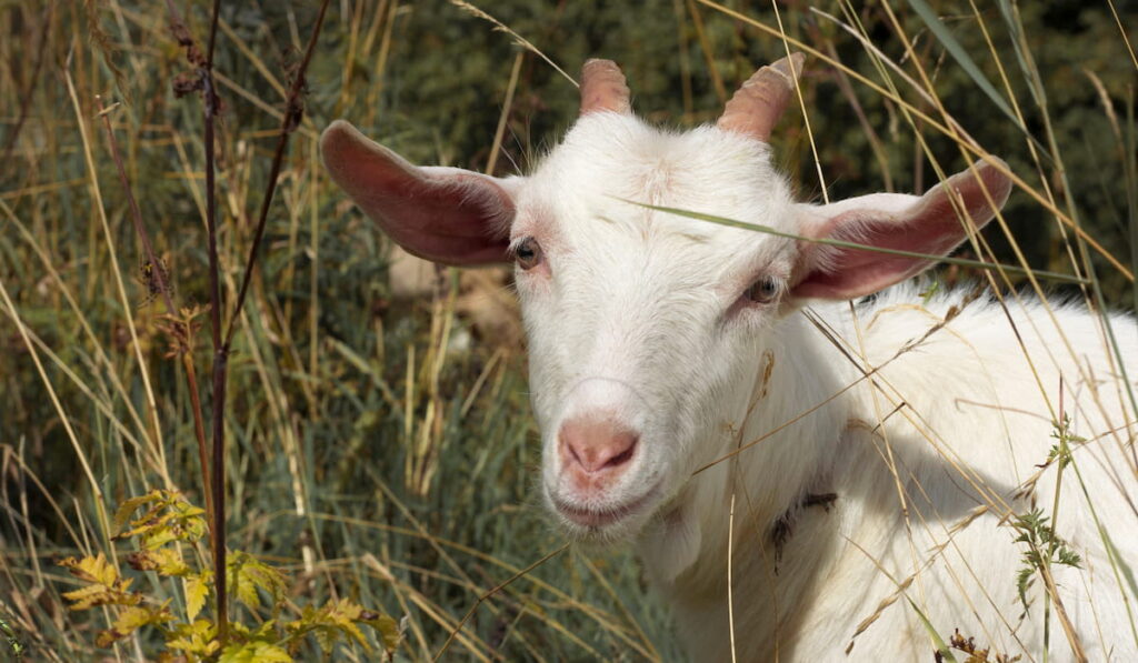cute baby goats