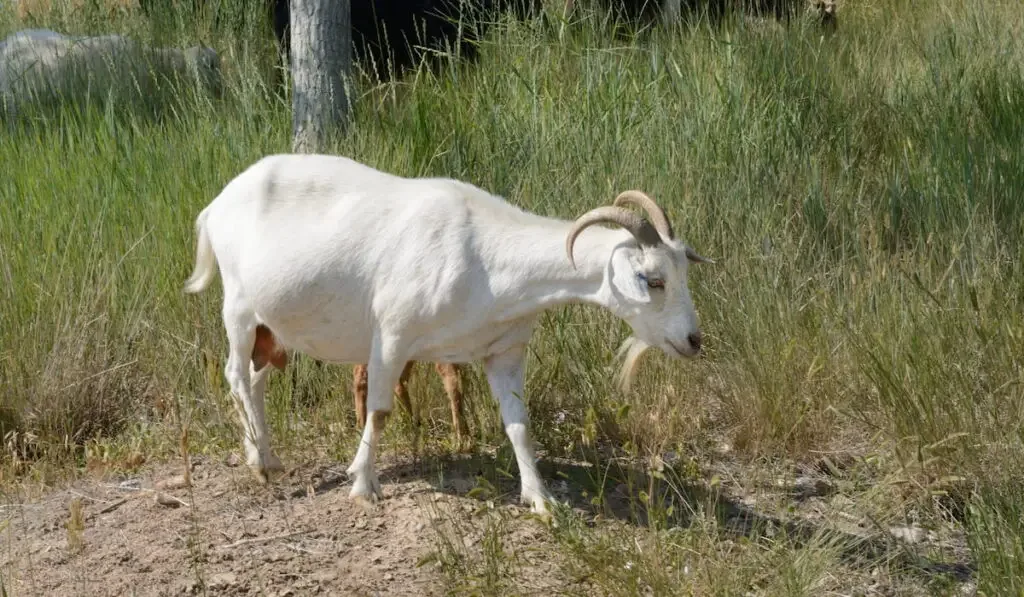 white kiko goat walking in grassy field