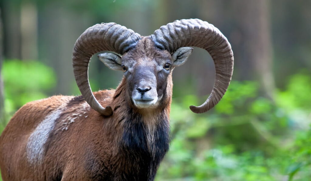 wild mouflon goat 