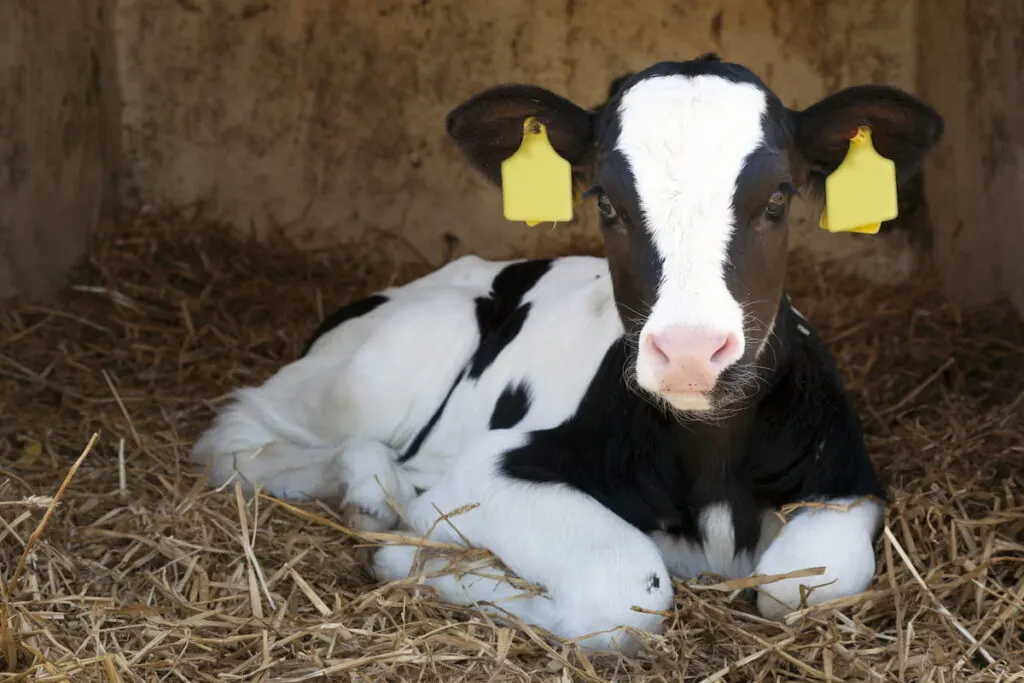 young black and white calf