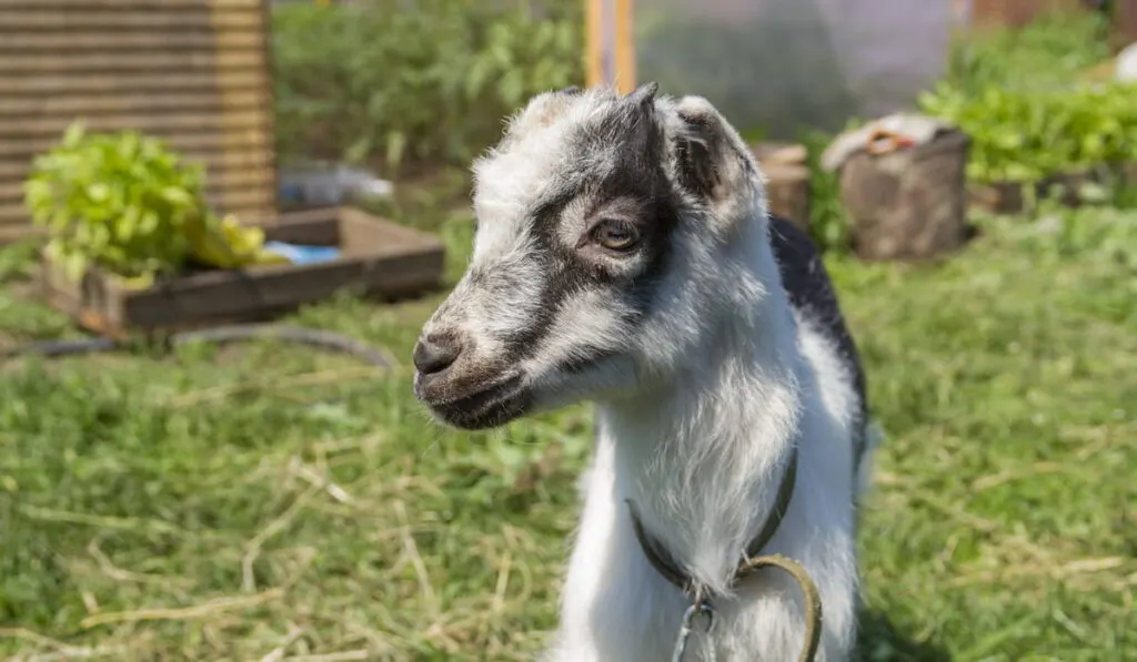  young goat breed of La Mancha