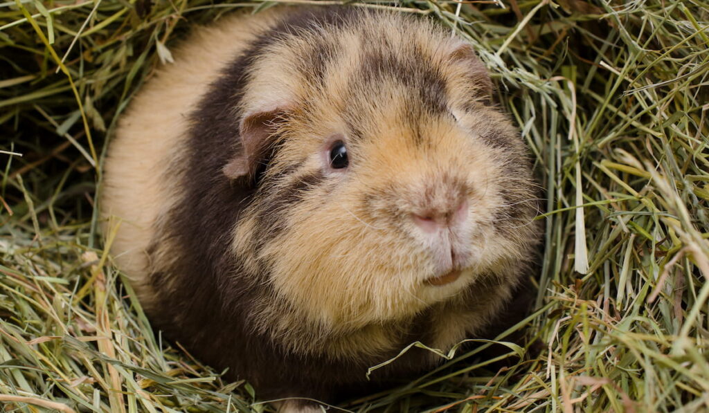 young teddy guinea pig in hay 