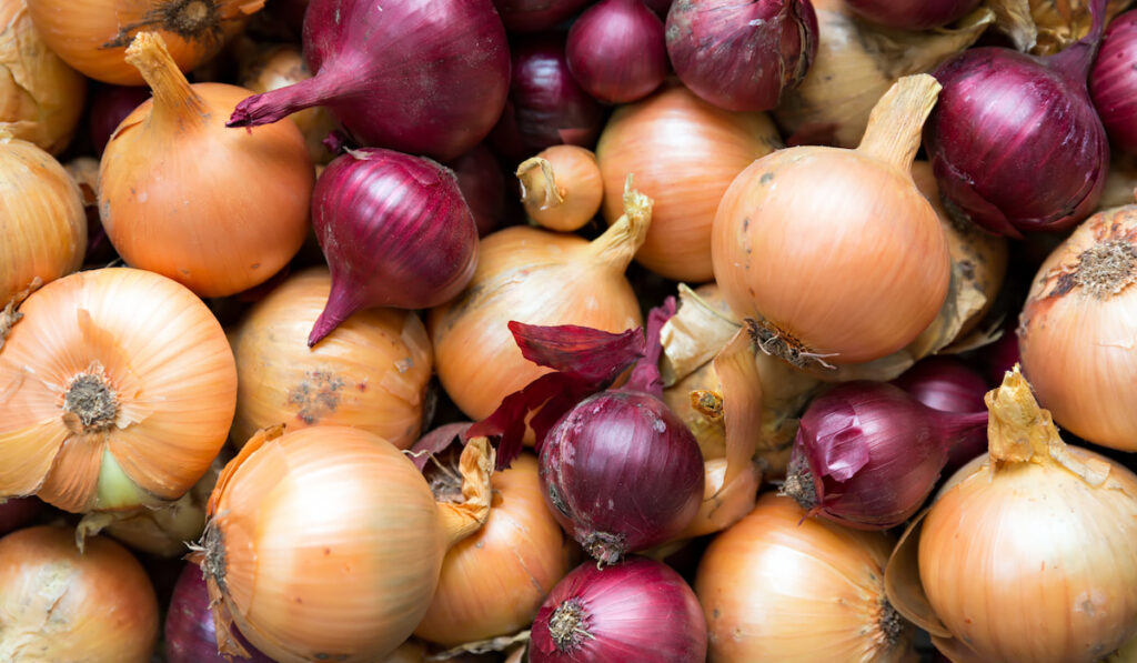 Fresh and ripe onions in the market 