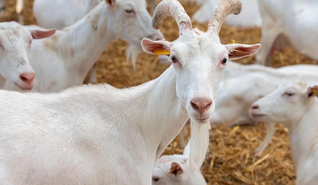beautiful young goat among the herd of dairy breed
