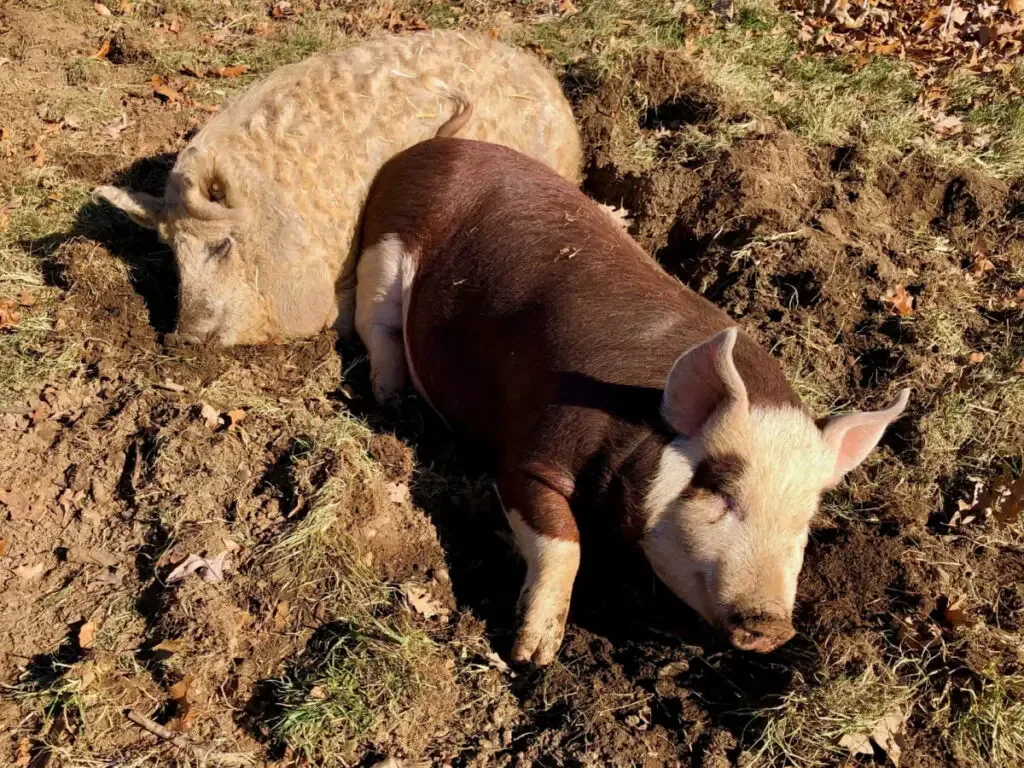 A Hereford pig sleeping on a mud with another pig breed