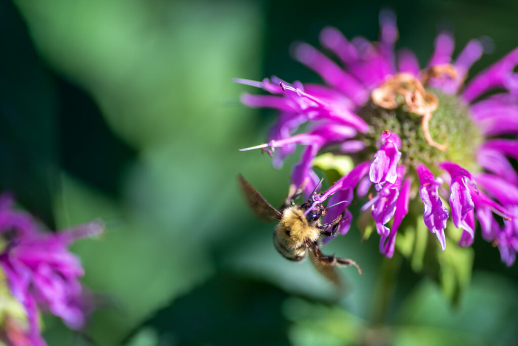 A bee landing on a purple bee balm flower 