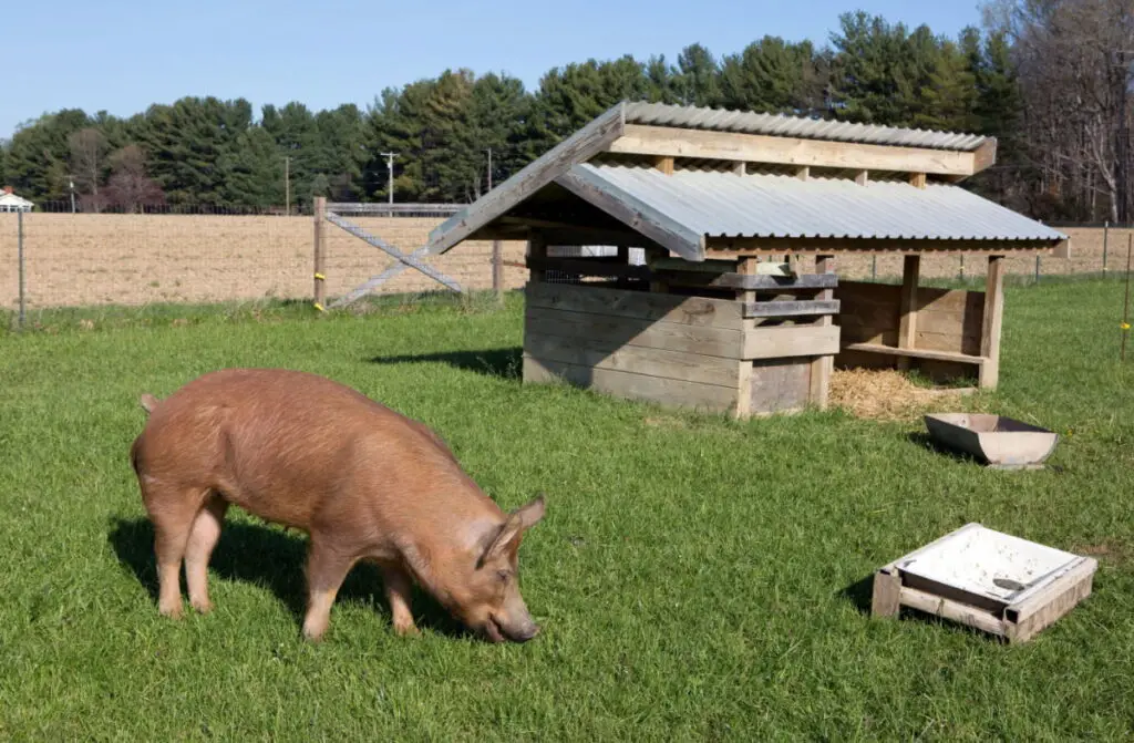 A brown Tamworth pig grazing on the grass near its pig house 