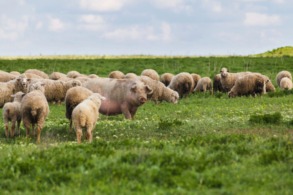 A flock of sheep with a pig in a pasture