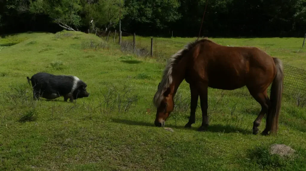 A horse and a pig grazing on the same green field