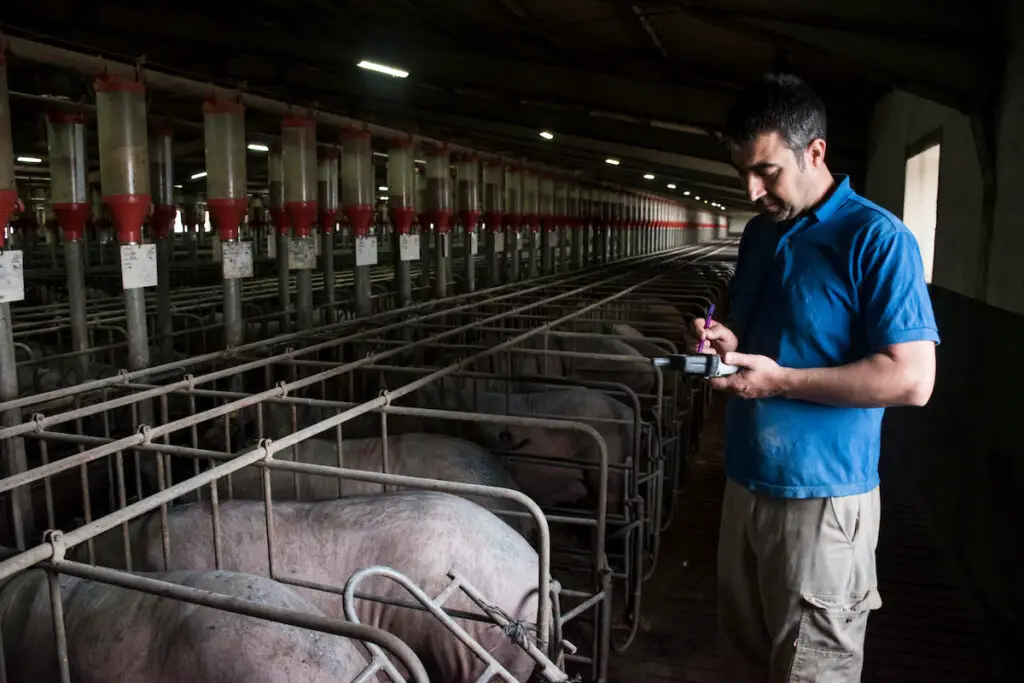A man in blue polo examining pigs in a hog farm
