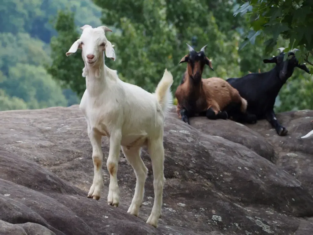 A white Kiko goat standing on a rock with other two goats 
