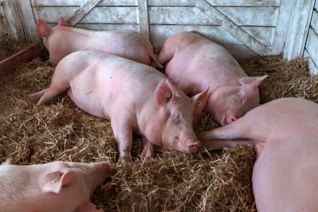 American Yorkshire pigs sleeping together in a pig pen