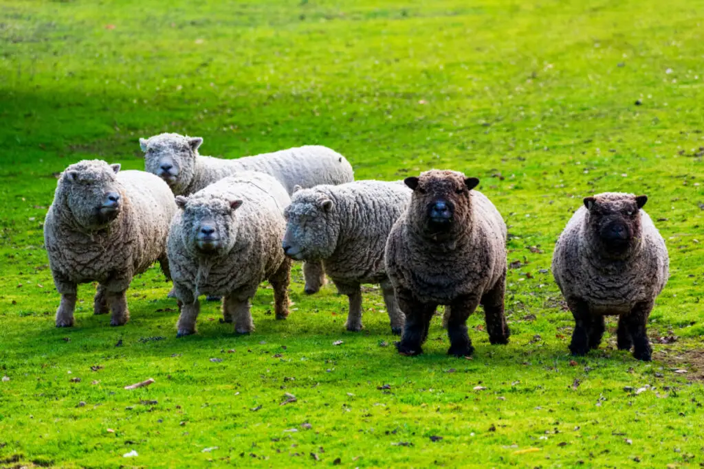 Babydoll Southdown Sheep on green grass meadow