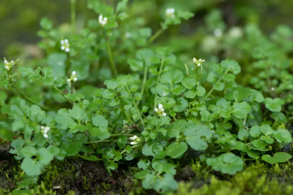 Bittercress with white small flowers