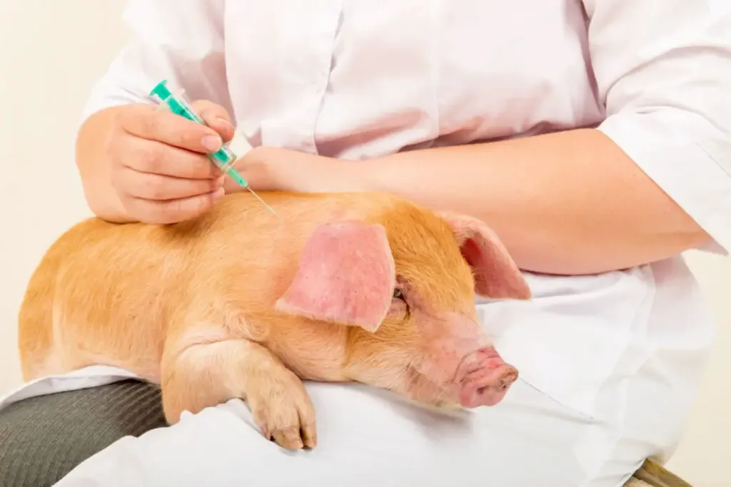 Brown pig getting a vaccine shot