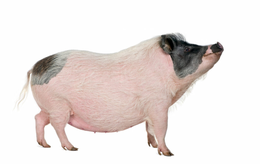Gottingen pig with black pigment on the face on a white background