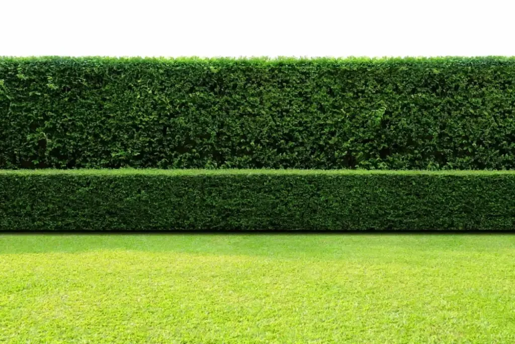 Hedges outside the garden as a property line