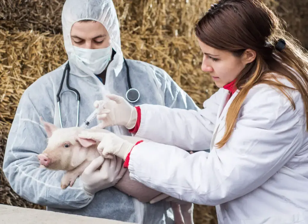 Piglet getting vaccinated in a pig farm