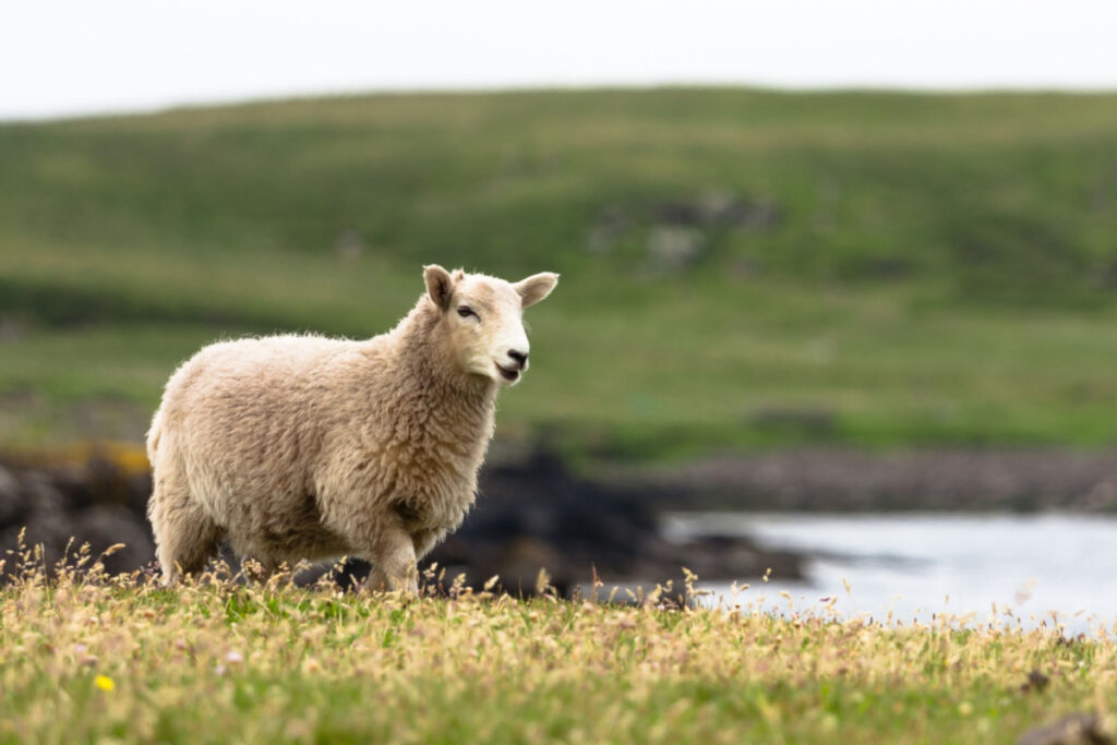 Shetland sheep near the bay