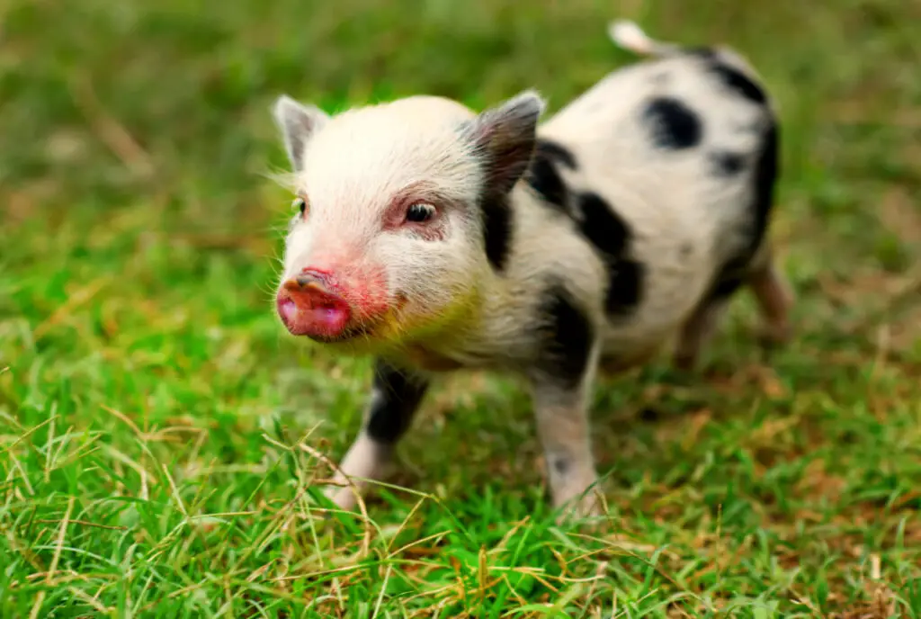 Spotted Juliana piglet standing on a wet grass