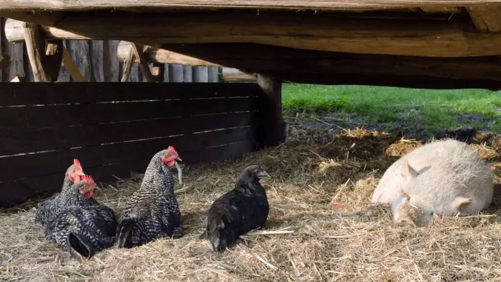 Three black chickens with one sleeping pig