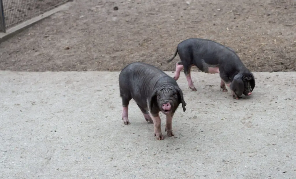 Two black Meishan pig standing in a hog pen