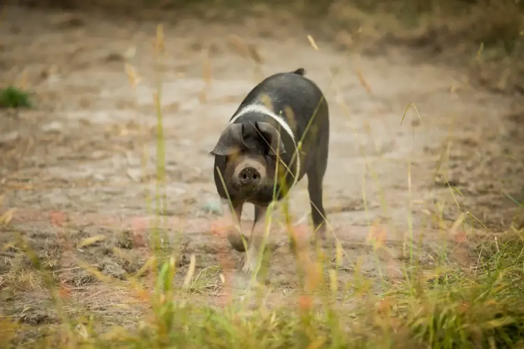 a hampshire pig walking on a dirt road during daylight
