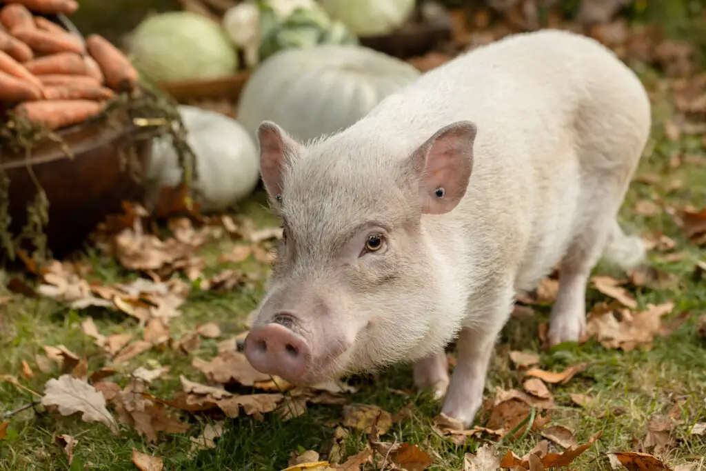 a white mini pig standing near a stock of vegetable