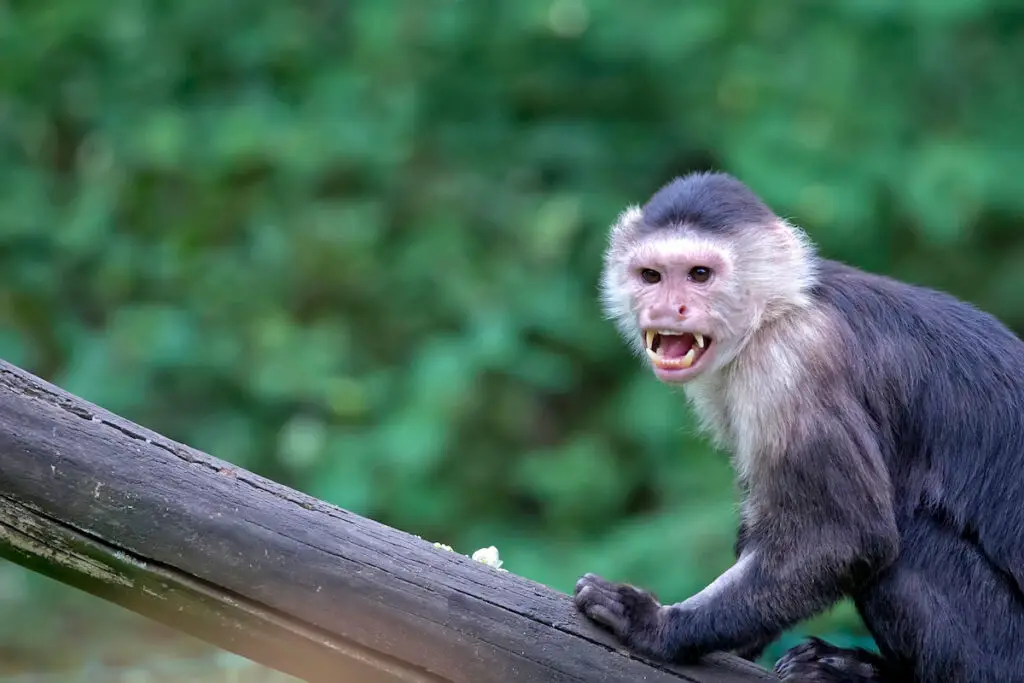 aggressive monkey on a tree branch
