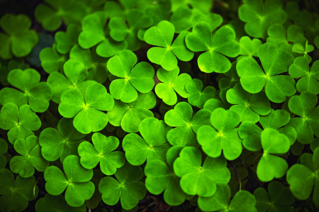 beautiful color green clover leaves