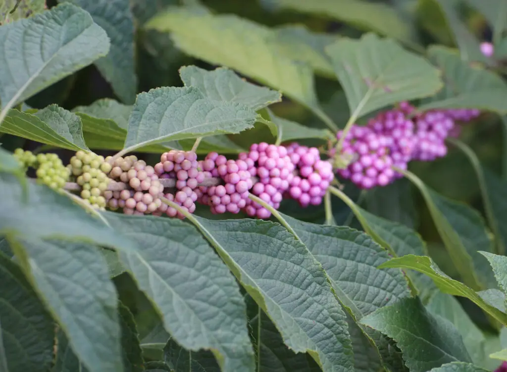 beautyberry purples berry grown in the wild