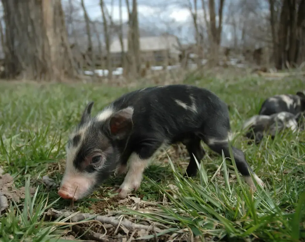 black and white Ossabaw Island piglet grazing on the grass