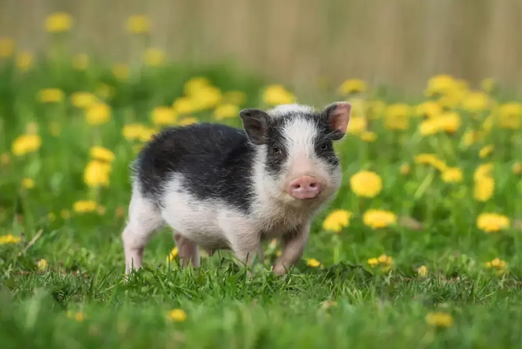 black and white mini pig walking in a flower garden