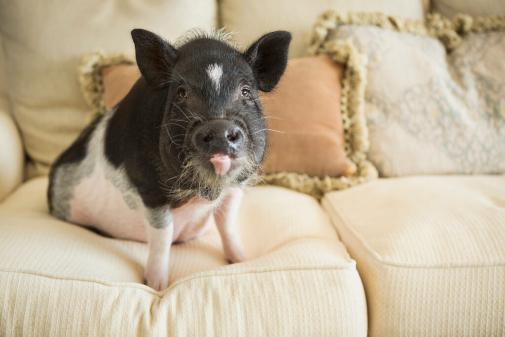 black and white pot bellied pig sitting on a white sofa