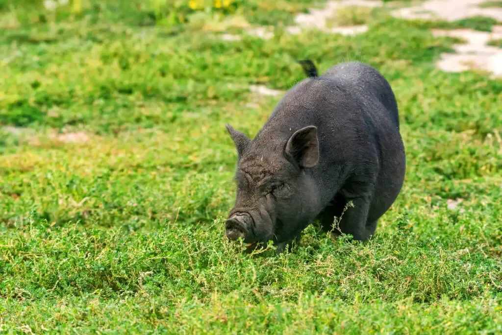 black pot bellied pig grazing on the green grass