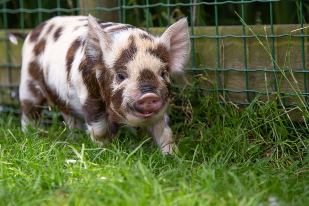 spotted Kune Kune pig walking near the side of a fence