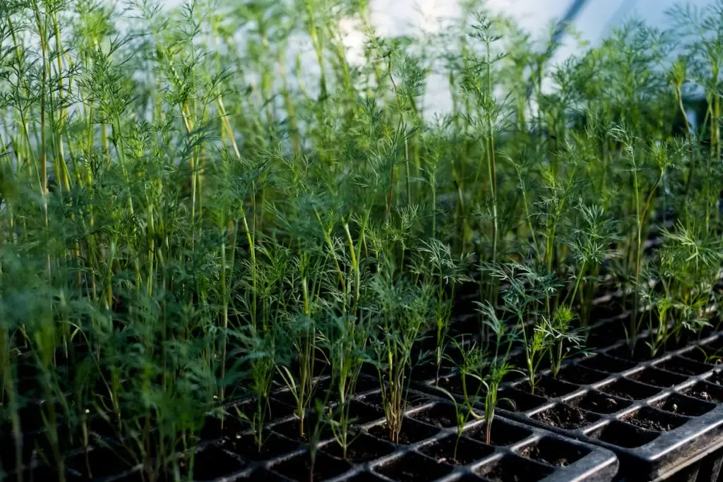 carrot tops planted on a carrot tray