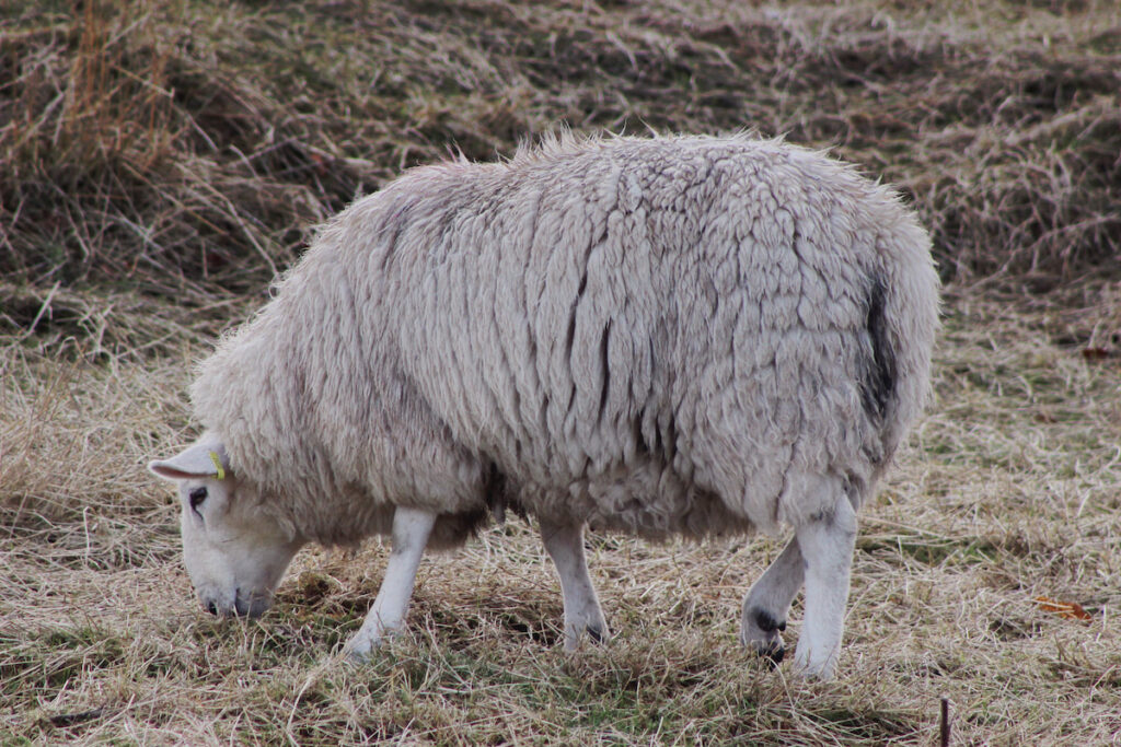 cheviot sheep grazing on a dried field