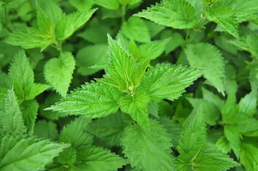 common nettle leaves in a field