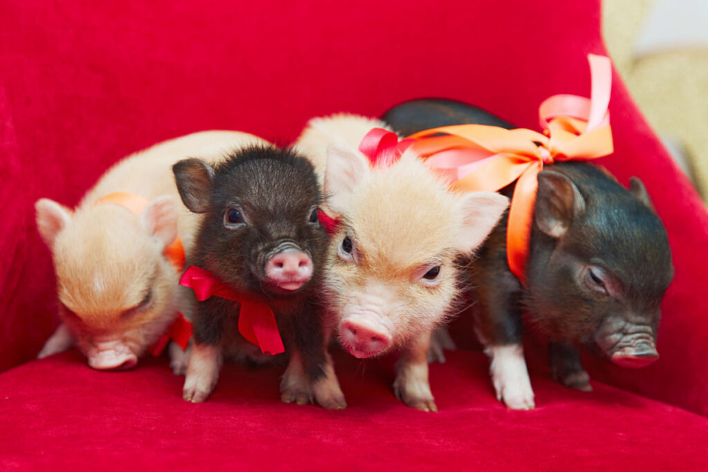 cute mini pigs with ribbons on a red chair