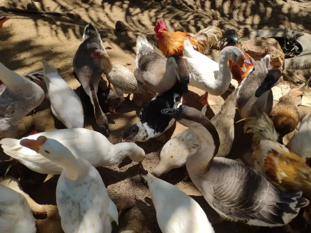 ducks and chicken flocking together in a farm