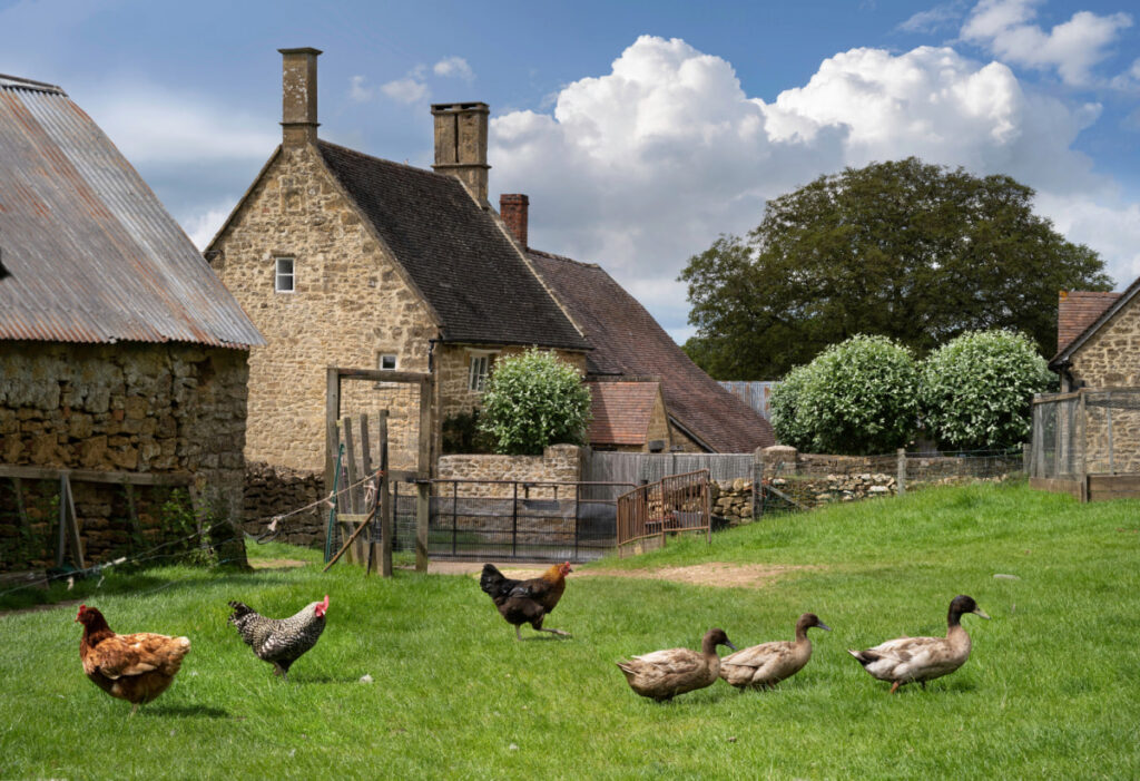 ducks and chickens  grazing together in a yard