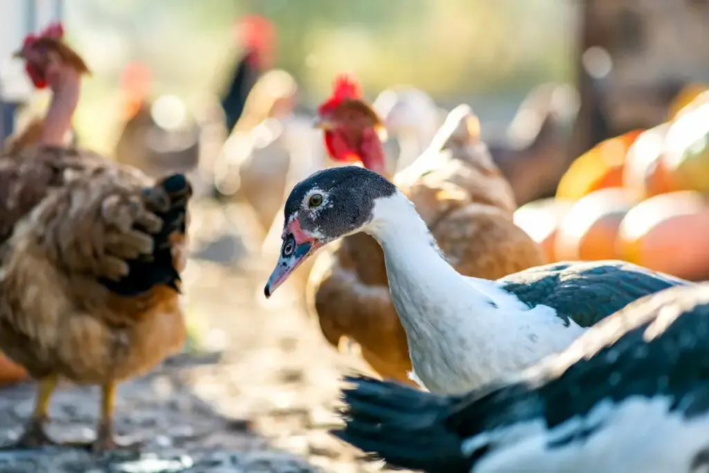 ducks and chickens living together in a barnyard