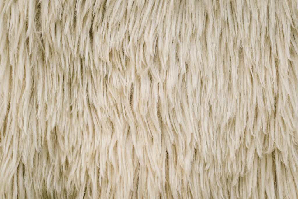 fluffy sheep wool texture