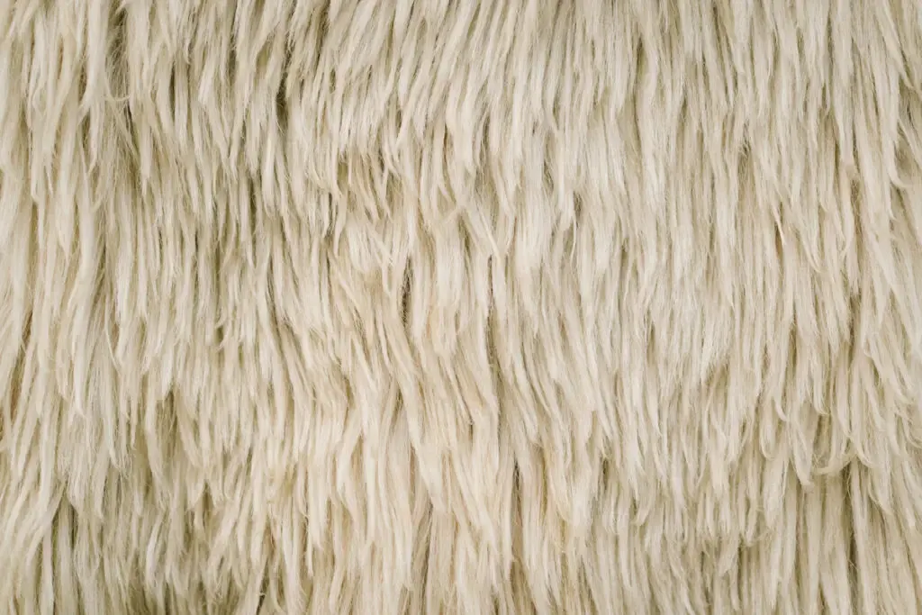 fluffy sheep wool texture