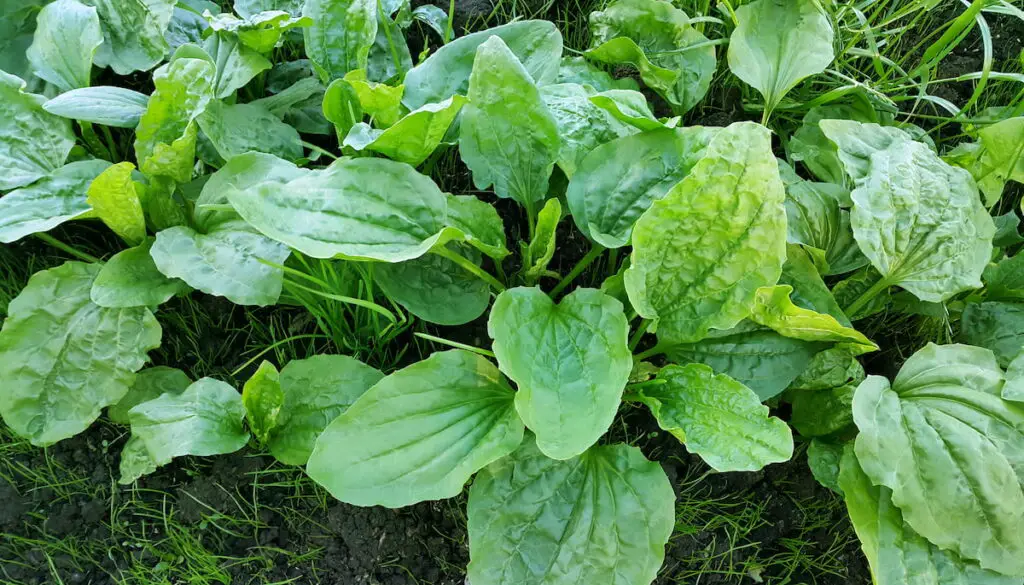 fresh green plantain leaves growing on a loamy soil