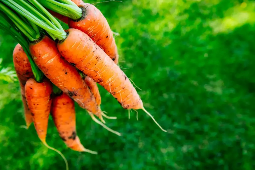freshly harvest organic carrots from the vegetable garden
