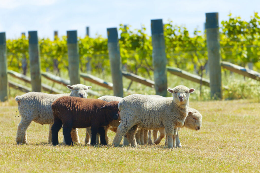 herd of babydoll sheep walking in a lawn