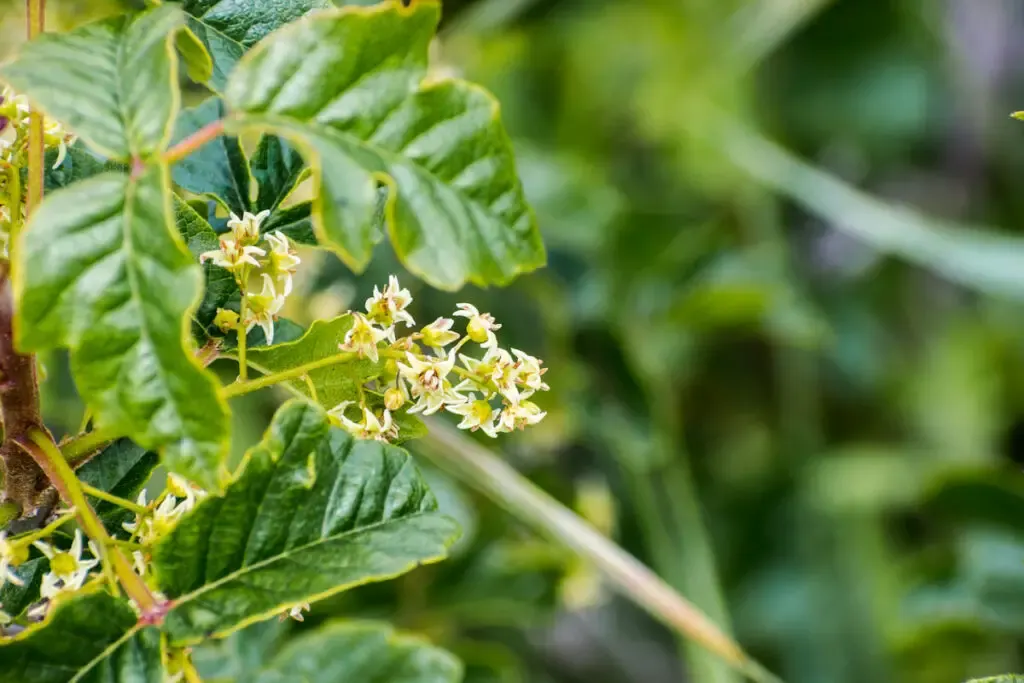 pacific poison oak with pretty poison oak flowers