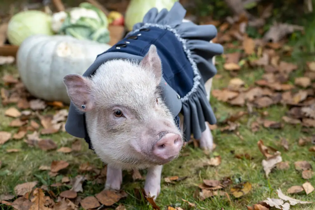 pet pig wearing a blue dress during autumn